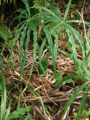 Arisaema heterophyllum