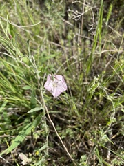 Convolvulus equitans