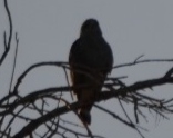 Buteo jamaicensis