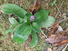 Hedyotis shiuyingiae