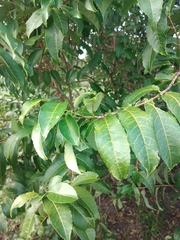 Sclerocroton