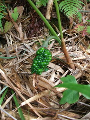 Arisaema heterophyllum
