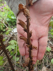Orobanche laxissima