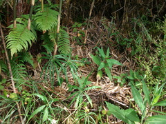 Arisaema heterophyllum