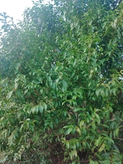 Sclerocroton