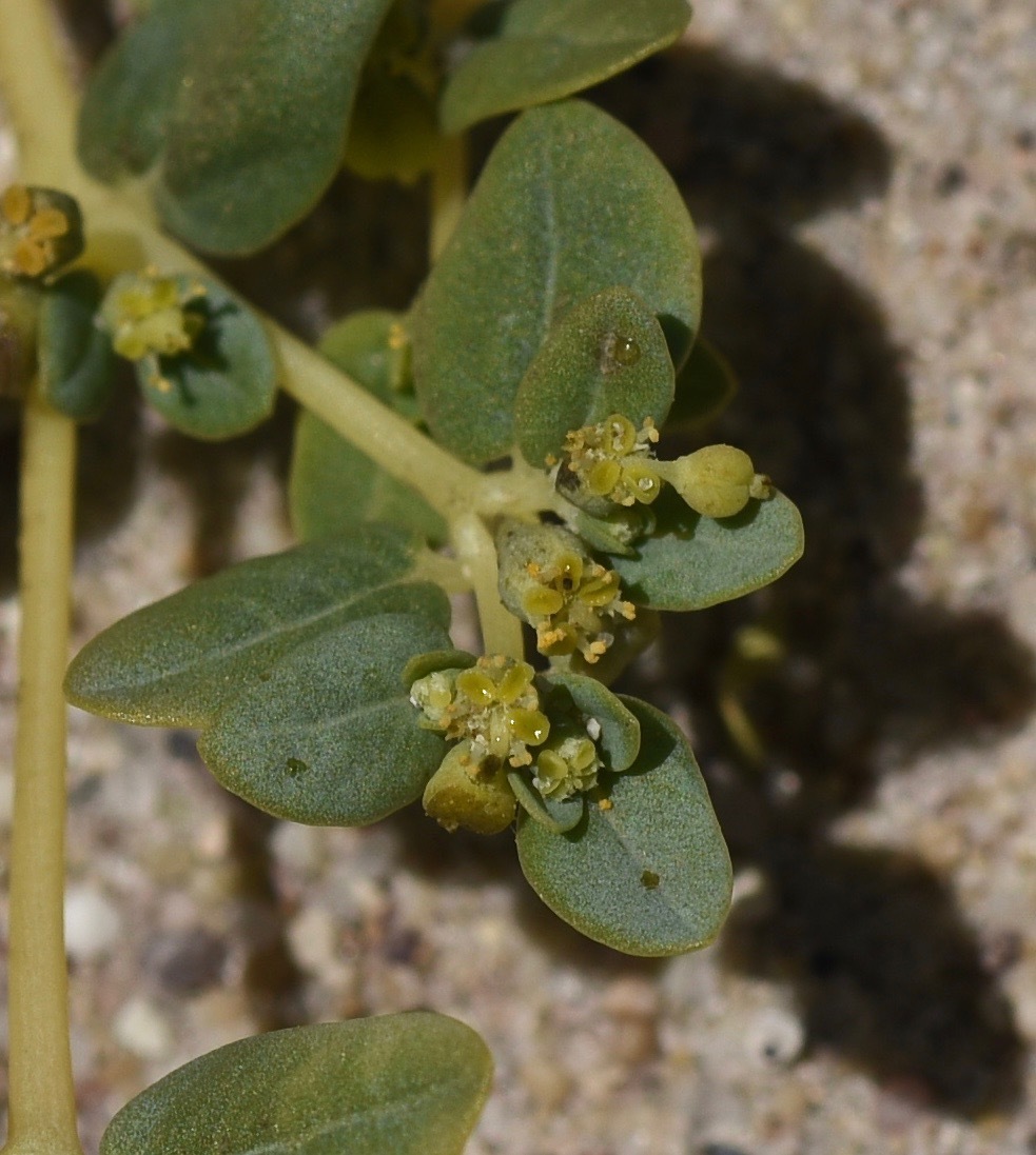 Euphorbia ocellata