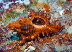 Chicoreus torrefactus