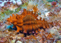 Chicoreus torrefactus