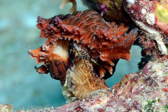 Chicoreus torrefactus