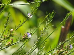 Psoralea filifolia