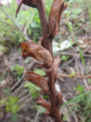 Orobanche laxissima