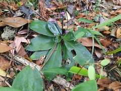 Hedyotis shiuyingiae