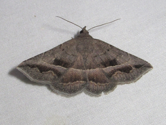 Lesmone griseipennis