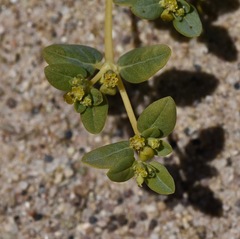 Euphorbia ocellata arenicola