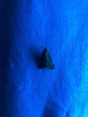 Hypena scabra