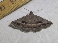 Lesmone griseipennis