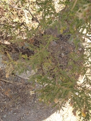 Adesmia miraflorensis