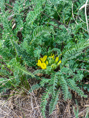 Astragalus buchtormensis