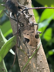 Phryneta leprosa