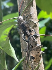 Phryneta leprosa