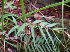 Pentasachme caudatum