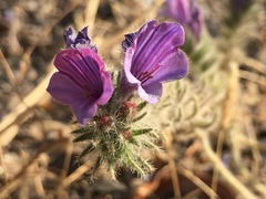 Echium judaeum