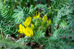 Astragalus buchtormensis