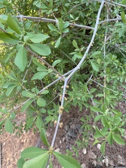 Forestiera pubescens pubescens