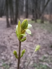 Acer platanoides