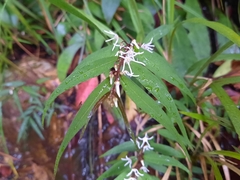 Pentasachme caudatum