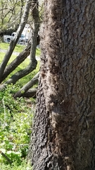 Toxicodendron radicans