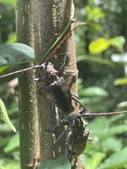 Phryneta leprosa