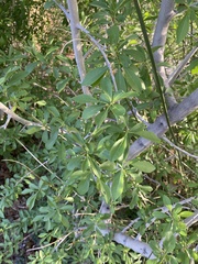 Forestiera pubescens pubescens