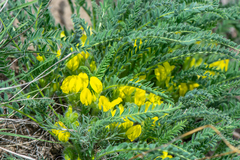 Astragalus buchtormensis
