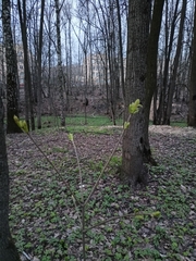 Acer platanoides