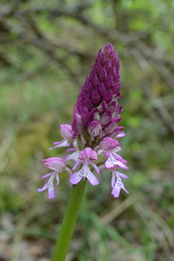 Orchis × hybrida