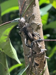 Phryneta leprosa