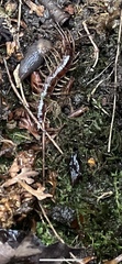 Chilopoda