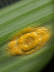 Puccinia sessilis