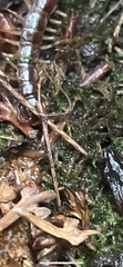 Chilopoda