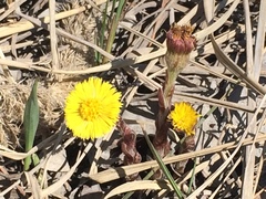 Tussilago farfara