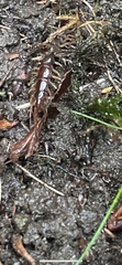 Chilopoda