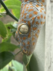 Gekko gecko
