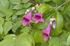 Fridericia samydoides