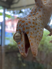 Gekko gecko