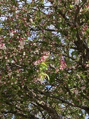 Malus angustifolia