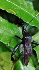 Pseudomictis obtusispinus