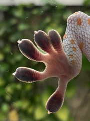 Gekko gecko