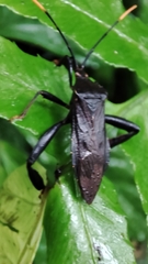 Pseudomictis obtusispinus