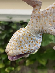 Gekko gecko